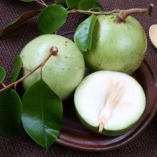 3. Quả vú sữa. Cung cấp các chất dinh dưỡng, tốt cho thai phụ: Hàm lượng cao các loại vitamin A, C, các khoáng chất như canxi, phốt pho, sắt, magiê trong vú sữa sẽ rất tốt cho những bà mẹ đang mang thai, giúp thai nhi phát triển khỏe mạnh. Ảnh: suckhoedoisong.vn.
