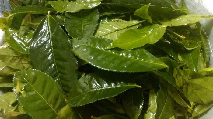 Vỏ đậu tằm, chè xanh. Mỗi lần dùng 15g vỏ đậu tằm khô, 6g lá chè. Hãm cùng nước sôi như pha chè uống hoặc sắc lấy nước uống. Bài thuốc này lợi tiểu, giảm thấp, tiêu phù. Ảnh: Chuatriviemloet.