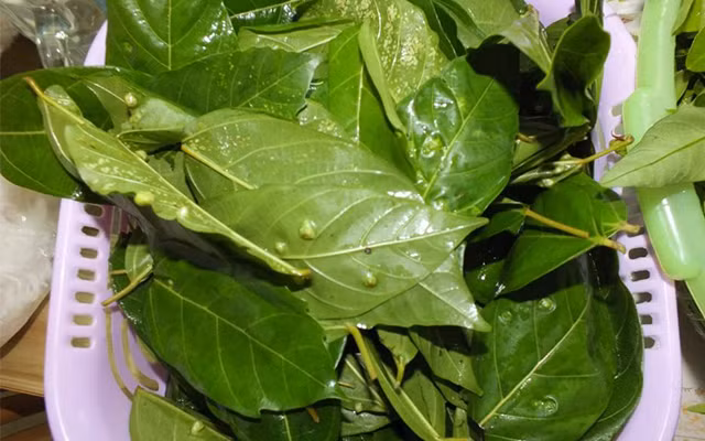 1. Dùng lá sung dị tật chữa sưng hạch ở cổ: Chọn lá sung có nốt sần nổi lên trên mặt lá. Hái lá vào buổi sáng độ một nắm tay rồi sửa sạch. Lấy khoảng một chén (bát) nước (1/4 lít) đem đun sôi trong ấm nhỏ, kín. Lá sung đem giã nhỏ, cho vào ấm lúc nước đang sôi. Ảnh: tieudungplus.vn.