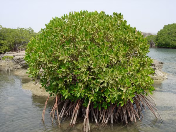 4. Cây đước. Là cây sống ở rừng ngập mặn. Trị tiêu chảy: Vỏ cây đước chứa nhiều vitamin, có tác dụng làm săn, cầm máu, chữa viêm họng và trị tiêu chảy, chữa lỵ, đái ra máu. Ở Ấn Độ, nó được dùng trong điều trị bệnh tiểu đường. Ảnh: Ydvn.net