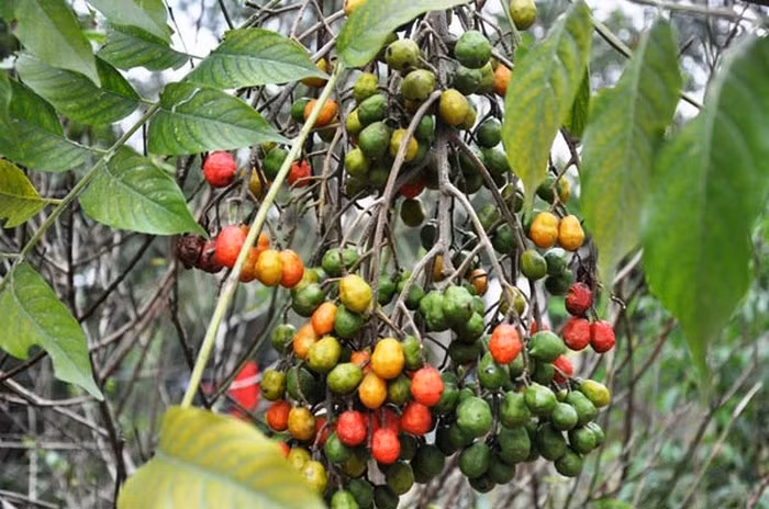 Dâu da xoan là cây mọc hoang ở miền núi nhưng gần đây được trồng rất nhiều ở các đường phố như cây che bóng mát. Tuy nhiên, dân gian đã dùng dâu da xoan chữa bệnh như dị ứng, mụn nhọt… Ảnh: SKĐS.