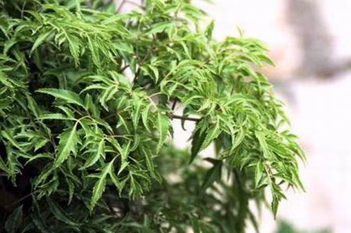 Đinh lăng. Lấy 20 – 30g thân hoặc cành cây đinh lăng sắc nước uống 3 lần trong ngày. Bạn có thể kết hợp cả cây trinh nữ, cúc tần và cam thảo dây để sắc uống sẽ có hiệu quả hơn. Bài thuốc này chữa bệnh đau lưng mỏi gối và phong tê thấp. Ảnh: Blogcaycanh.