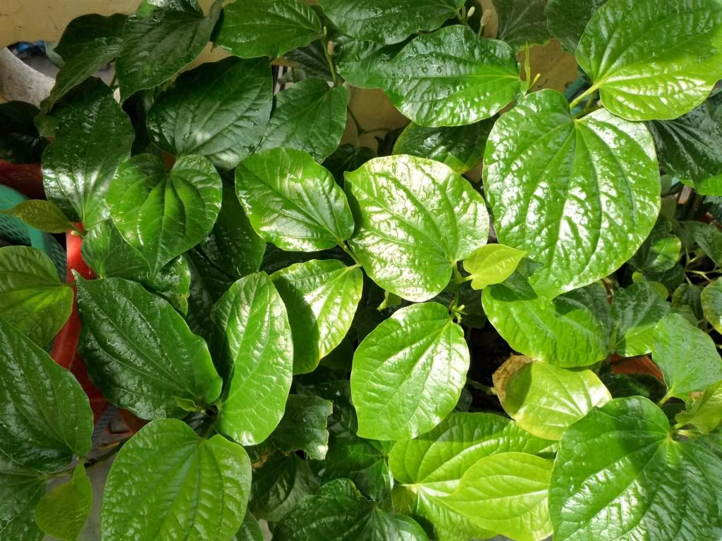 Bài thuốc 2: Dùng 30g lá lốt tươi, 30g rễ cỏ xước, 30g rễ cây bưởi bung, 30g rễ cây vòi voi. Đem tất cả nguyên liệu thái nhỏ rồi sao vàng, sắc với 600ml nước. Khi thấy nước còn lại 1/3 ban đầu, khoảng 200ml nước thì nhấc xuống, chia uống 3 lần một ngày. Bài thuốc này phải uống liên tục 1 tuần thì mới thấy được hiệu quả. Ảnh: Ancotnam.vn.