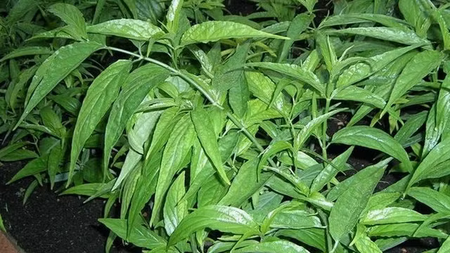 Lá cây bìm bịp là vị thuốc khi giã nát xào giấm hoặc rượu với một ít muối tinh giúp bó bị trật khớp, bong gân hết đau nhức hiệu quả. Ảnh: Soha.vn. (Thông tin trong bài chỉ mang tính chất tham khảo, trước khi sử dụng bài thuốc, vui lòng hỏi ý kiến bác sĩ).