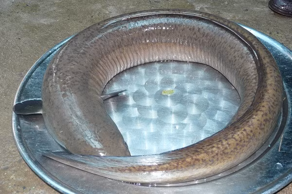 1. Cá chình nướng. Nguyên liệu: Cá chình, riềng, mắm tôm, dầu ăn, chanh, nghệ, gừng, húng lủi, gia vị. Gừng, nghệ gọt hết vỏ, rửa sạch rồi cho vào cối giã nhỏ vắt lấy nước. Riềng gọt sạch vỏ, rửa sạch và giã nhỏ. Ảnh: Monngon.tv.