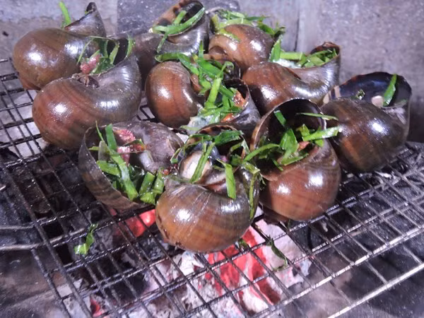 2. Ốc bưu nướng lá chanh. Nguyên liệu: Ốc bươu, lá chanh, than hoa, vỉ nướng, gia vị, rau thơm. Sử dụng hành, tỏi, gừng xay để pha nước mắm. bắt đầu xếp ốp lên vỉ nướng, đừng để lửa quá già. Trở ốc đều tay để không bị cháy vỏ và thịt ốc. Khi nước ốc nhỏ từng giọt xèo xèo, mùi thơm tỏa ra là lúc ốc vừa chín tới. Lúc đó thêm nhanh lá chanh cắt lát và gia vị vào cùng. Ảnh: cooky.vn.