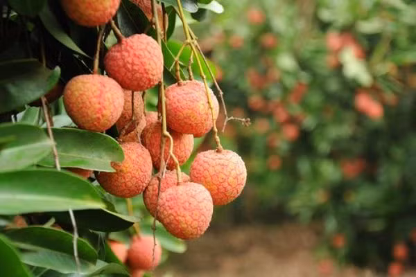 7. Bài thuốc 7: Vỏ cây vải, vỏ cây nhãn, vỏ cây gạo mỗi thứ 12g; bồ công anh, 15g, trần bì 10g. Sắc nước uống trong ngày. Ảnh: Cayhoacanh.com.