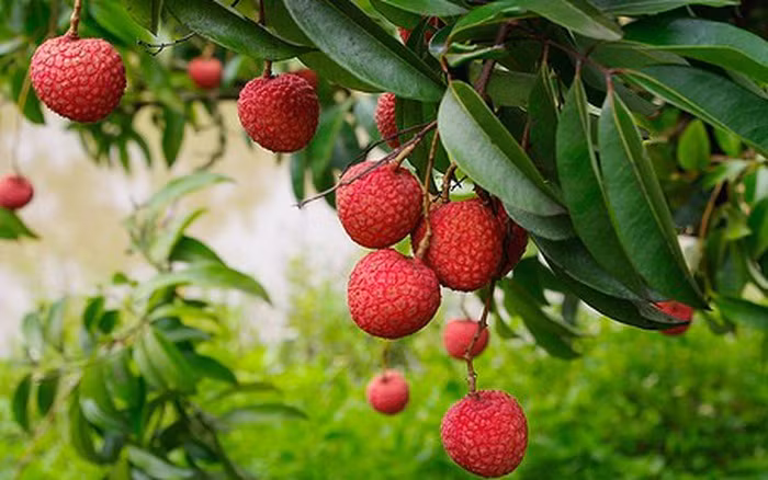 3. Quả vải. Trong quả vải rất giàu các chất vitamin có ích như vitamin B, vitamin C và flavonoid phytonutrient là những chất chống oxy hoá giúp da khoẻ mạnh hơn, loại bớt những nếp nhăn, tạo cho làn da một cái nhìn trẻ trung, căng mướt. Ảnh: soha.vn.