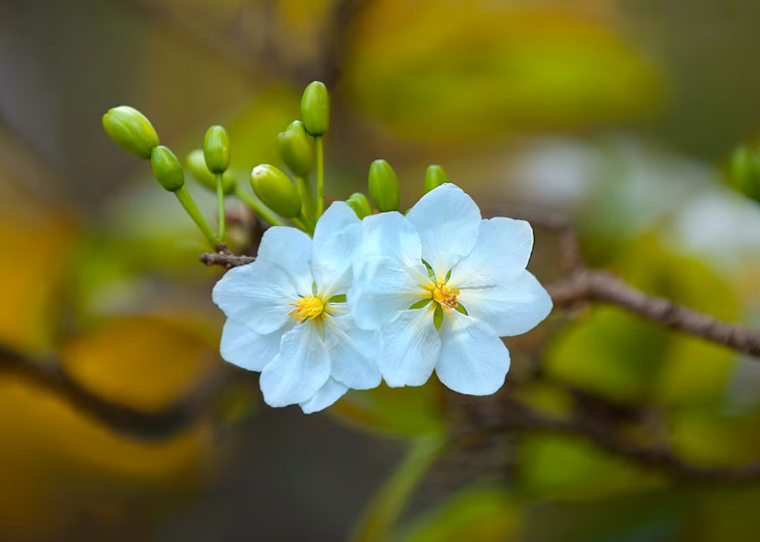 Mỗi năm Tết đến xuân về, hoa đào hoa mai lại nhộn nhịp trên phố. Không chỉ để chơi Tết, dân gian còn dùng hoa mai chữa bệnh. Theo Đông y, hoa mai trắng có tính mát, vị chua chát, lành không độc và làm thuốc tốt hơn mai vàng. Ảnh: Gocnhosanvuon.