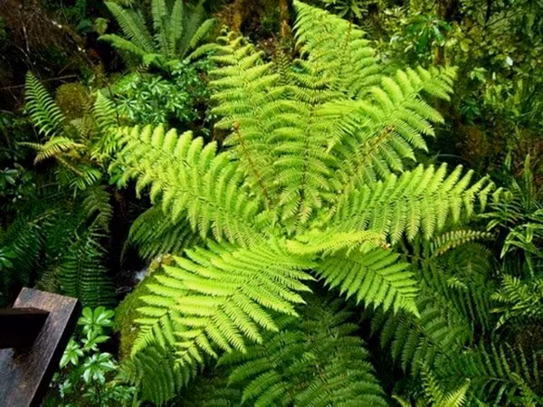 6. Cây dương xỉ (cẩu tích). Chữa phong hàn thấp, tay chân nhức mỏi, đau lưng, cử động khó khăn: cẩu tích 15 – 20g, ngưu tất (hoặc rễ cỏ xước) 10 – 12g, ý dĩ 12 – 16g, mộc qua 6 – 8g, sắc với 750ml nước còn lại 200ml, chia làm 2 lần uống trước bữa ăn. Ảnh: Cayhoacanh.com.