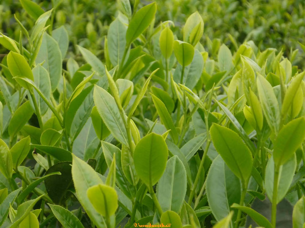 1. Cây chè xanh: Nấu nước chè xanh (pha đặc), sôi khoảng 15 phút, sau đó cho vào một chút muối, hòa tan và ngâm chân, tay vào đó. Nếu mùa đông khi nước nguội, nên hâm nóng lại rồi lại ngâm. Thời gian khoảng 1 giờ đồng hồ/1 đêm. Ảnh: vuonduocthao.vn.