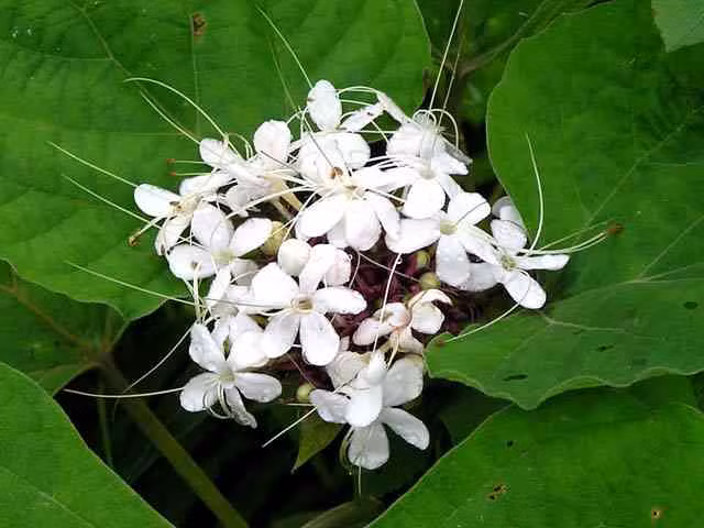 3. Cây bạch đồng nữ. Theo Y học cổ truyền, bạch đồng nữ có vị hơi đắng, tính mát, vào 2 kinh tâm và tỳ. Cây bạch đồng nữ được dùng chủ yếu với các bệnh của phụ nữ như khí hư bạch đới, viêm loét tử cung, kinh nguyệt không đều. Dưới đây là hai bài thuốc hữu hiệu từ "thần dược" này: Ảnh: Cây thuốc.org.