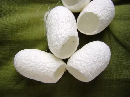 Kén tằm còn giúp làm lành những vết nứt nẻ, tạo lớp màn chắn bảo vệ da khỏi khói, bụi, khí thải, tạp chất... hạn chế phần nào tác hại của tia cực tím, chống oxy hóa, sản sinh collagen và có tác dụng trị mụn, kháng viêm. Ảnh: i-see.in.