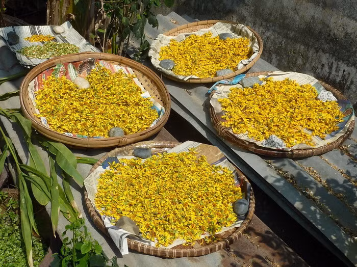 Hoa mai. Dùng hoa mai phơi khô, tán nhỏ, giã nhuyễn hoà mật ong làm viên bằng hạt ngô đồng cho trẻ uống. Trẻ 1 tuổi uống 1 viên và cứ thêm mỗi tuổi uống thêm 3 viên. Ngày uống 2-3 lần với nước ấm. Khi trẻ mới chớm mọc thủy đậu thì dùng bài thuốc này. Ảnh: Ngoquyen.