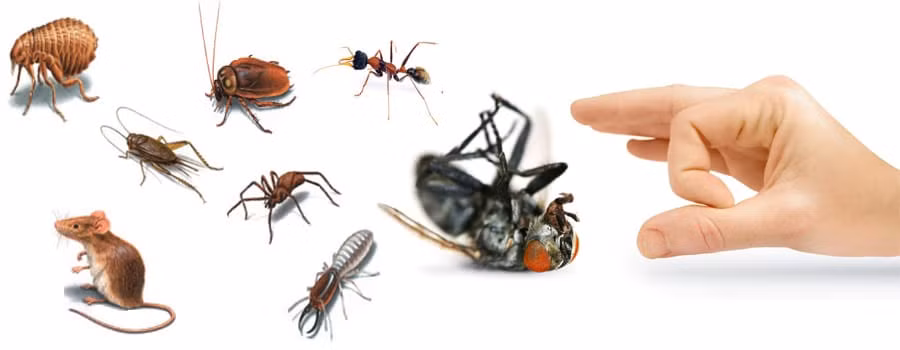 6. Xua đuổi muỗi và côn trùng: Bã chè đem phơi khô, sau đó cho vào một cốc sành và đem hun khói chiếc cốc đó. Bã chè được hun khói chính là khắc tinh của côn trùng khiến chúng chạy ngay lập tức. Ảnh: insect.bg.