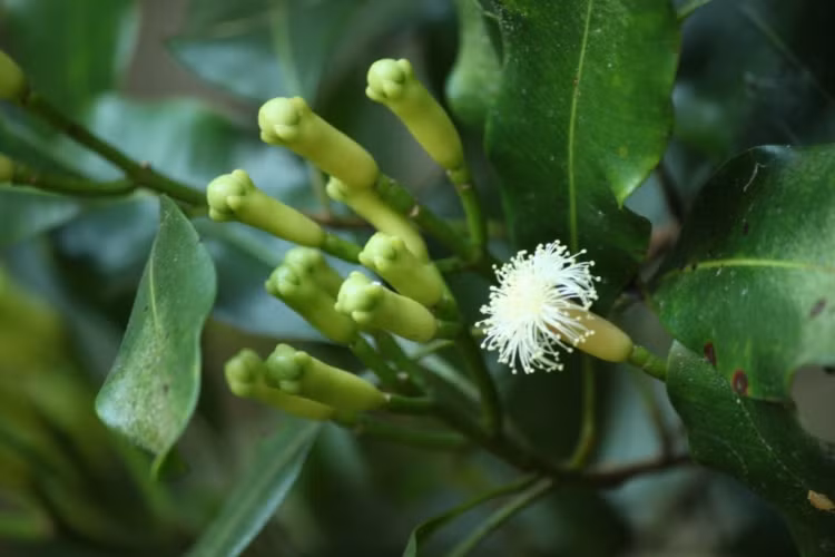 4. Dùng lá đinh hương: Nhai lá đinh hương sau khi ăn và bạn sẽ không còn bị cơn ợ nóng, ợ chua hành hạ nữa. Ảnh: tinhdautunhien.net. (Thông tin trong bài chỉ mang tính chất tham khảo, trước khi sử dụng bài thuốc, vui lòng hỏi ý kiến bác sĩ)