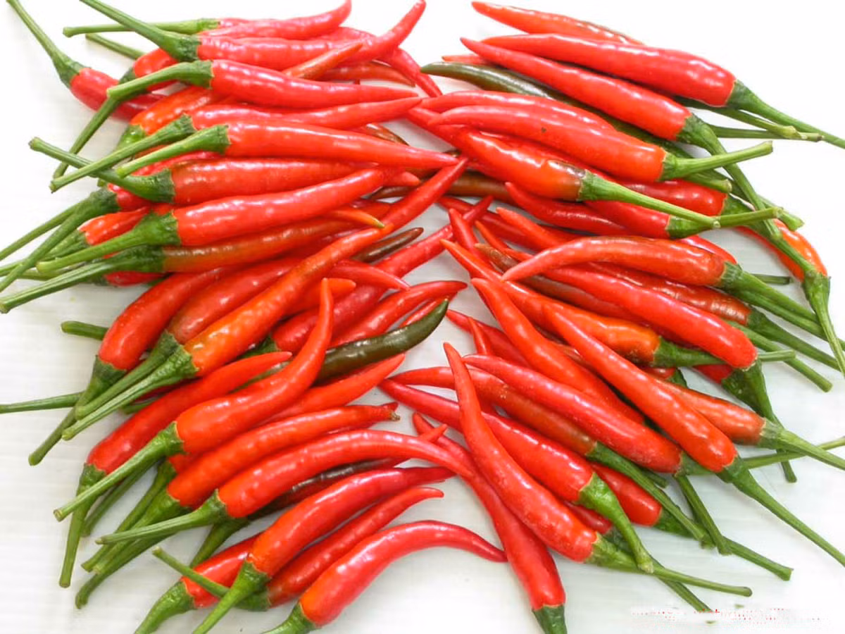 Ớt: Ớt có chứa chất capsaicin. Một số nghiên cứu cho thấy hoạt chất capsaicin có tác dụng chống béo phì, chống oxy hóa, chống viêm và ung thư. Ảnh:rauxanhcasach.vn.