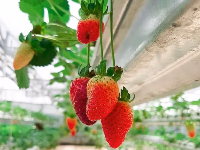 Quả dâu tây được người Pháp đưa tới Đà Lạt trồng vào thập niên 40 của thế kỷ 20. Thổ nhưỡng ở đây cho chất lượng và vị của quả dâu rất đặc biệt.
