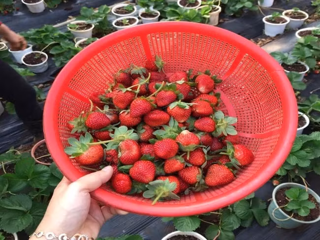 Cụ thể, dâu tây Đà Lạt có hình dáng quả không đồng đều, kích thước quả vừa phải, không quá to, quả mềm, không nhẵn mịn. Trong khi đó dâu Trung Quốc, có độ đồng đều cao, quả to, quả có độ cứng, mịn.