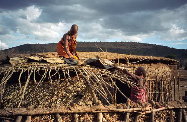 Đặc biệt, khi xây nhà, người Maasai sử dụng đất sét hoặc phân trâu bò đắp lên cành cây tạo thành khung sườn cho ngôi nhà.