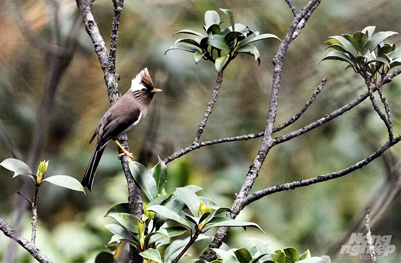 Đây là Khướu mào cổ trắng (White-collared Yuhina). Loài chim này chỉ có tại vùng núi cao khu vực Tây Bắc. Khướu mào cổ trắng là loài có kích thước tương đối lớn trong nhóm khướu mào (khoảng 16 cm). Chim nổi bật với mào dựng có mảng trắng lớn, nhiều sọc nhạt màu nhỏ ngang tai, thân trên và ngực trên màu nâu xám, cánh đen và bụng trắng nhạt.