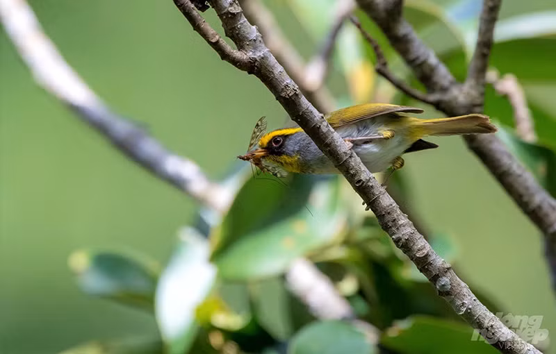 Chích đớp ruồi mặt đen (Black Faced Warbler) là loài chích nhỏ (chỉ khoảng 10 cm). Chim nổi bật với mảng lông vàng lớn ở lông mày và cổ, mặt đen, đỉnh đầu, gáy và phần ngang ngực trên màu xám nhạt, ngực dưới và bụng màu trắng, và lông bao đuôi dưới hơi vàng. Chim trống và mái giống nhau. Ảnh được chụp tại dãy núi Fansipang.. 