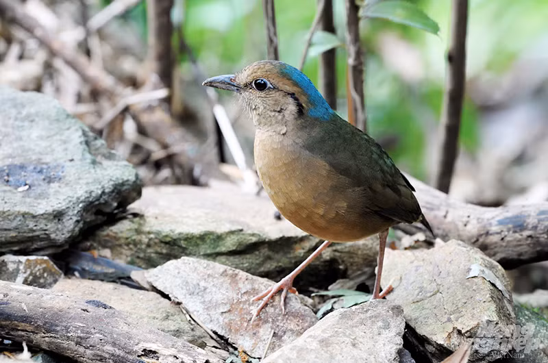 Chim Đuôi cụt bụng đỏ (Fairy Pitta) là loài di cư từ phương Bắc xuống Việt Nam. Đây là một loài chim dạng sẻ nhỏ. Nó ăn sâu, nhện, côn trùng, sên, ốc. Chim này được phân loại như là dễ bị tổn thương (theo BirdLife International), với số lượng ước tính từ 2.500 đến 10.000 cá thể. Số lượng suy giảm nhanh chóng do nạn phá rừng trong phạm vi sống của nó, chủ yếu do nông nghiệp và lấy gỗ. Ảnh chụp tại Mã Đà (Đồng Nai).