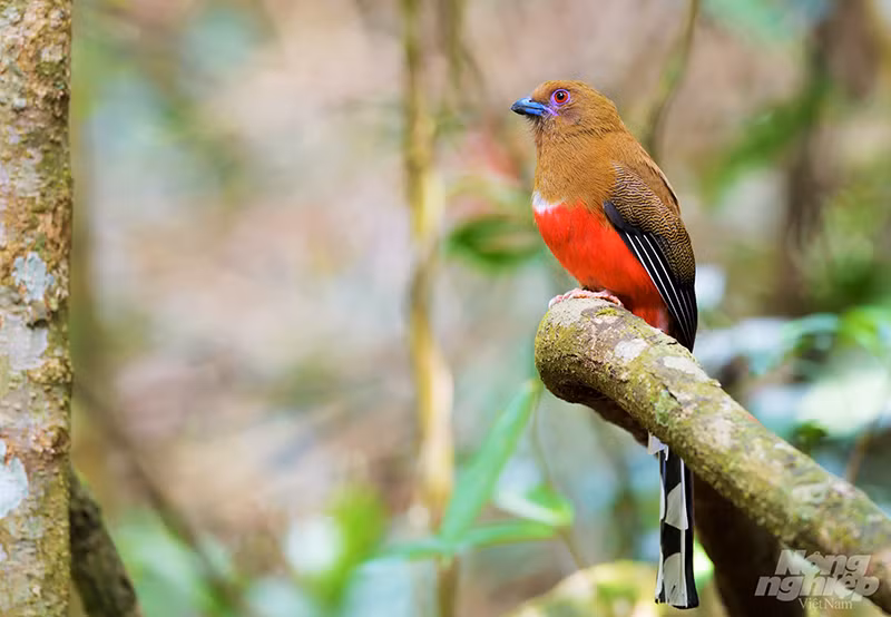 Nuốc bụng đỏ (Red-headed Trogon) chụp tại Di Linh (Lâm Đồng). Bộ lông nhìn chung có màu nâu đỏ. Chim mái và chim đực đều có một hình lưỡi liềm trắng ở ngang trên ngực. Khi bay dễ thấy lông đuôi ngoài màu trắng. Chim trống có đầu mỏ tối và phần thân dưới màu đỏ tươi. Có nhiều sọc lượn sóng màu xám ở lông bao cánh. Chim mái thì đầu và ngực trên có màu nâu nhạt. Có những vằn lượn sóng màu nâu sẫm ở lông bao cánh. Loài chim này phân bố khắp các vùng rừng trong cả nước. Độ cao phân bố trong khoảng 50-2.600 mét.