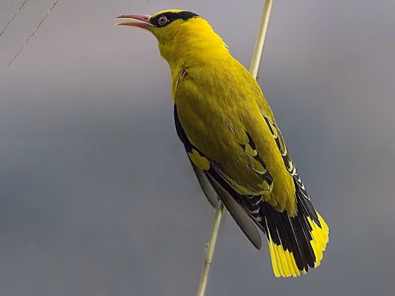 Chim vàng anh mỏ cong (Oriolus tenuirostris) dài 23-26 cm, là loài chim định cư tương đối phổ biến ở Nam Trung Bộ, trước đây cũng ghi nhận tại Tây Bắc và Bắc Trung Bộ. Chúng sinh sống trong rừng thông, rừng lá rộng thường xanh, bìa rừng, các khu vực trống trải có cây gỗ, phân bố từ độ cao 1.000-1900 m.