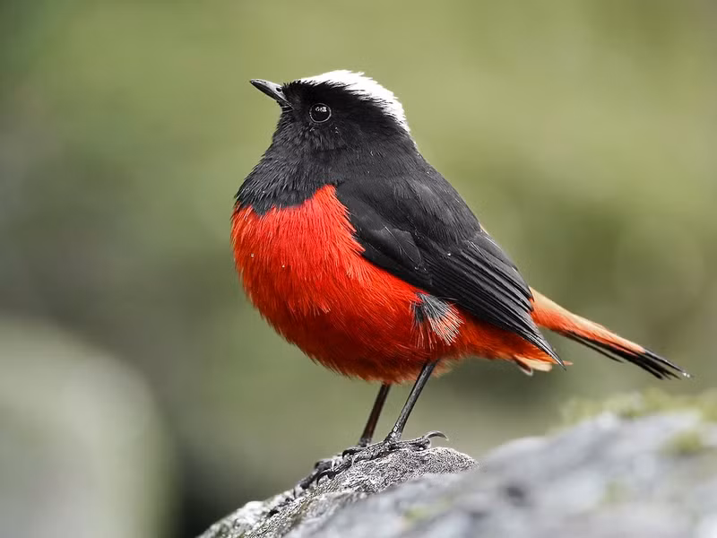 Đuôi đỏ đầu trắng (Phoenicurus leucocephalus) dài 18-19 cm, là loài định cư, không đến tương đối phổ biến tại Tây Bắc, Đông Bắc (VQG Hoàng Liên Sa Pa). Sinh cảnh của chúng là sông và suối đá, thác nước, độ cao 900-3.100 m.