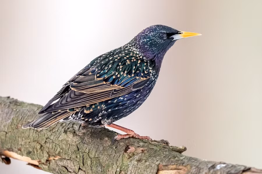 Sáo đá xanh (Sturnus vulgaris) dài 20-23 cm, là loài lang thang và di cư trú đông hiếm tại Đông Bắc và Trung Trung Bộ. Chúng sống ở các khu vực trống trải, khu canh tác tại các vùng đất thấp.