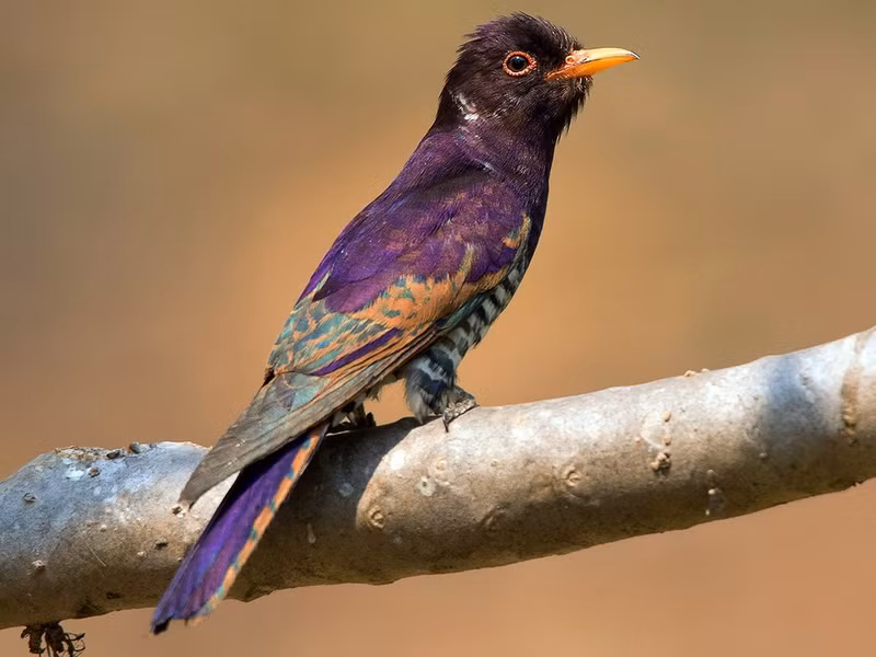 Tìm vịt tím (Chrysococcyx xanthorhynchus) dài 16-17 cm, là loài định cư không phổ biến tại Trung Bộ và Nam Bộ. Sinh cảnh của chúng là rừng lá rộng thường xanh, bán thường xanh, rừng rụng lá, thỉnh thoảng ghi nhận tại các công viên, vườn trong quá trình di chuyển vào mùa không sinh sản.