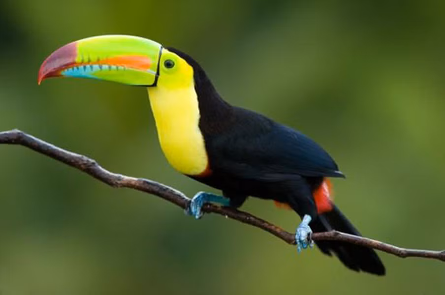 Loài chim này có thể được tìm thấy ở rất nhiều khu vực khác nhau như Trung, Nam Mỹ, Caribbean và Nam Mexico. Chúng nổi tiếng nhất ở chiếc mỏ lớn rực rỡ đầy màu sắc với hơn 40 loài trong cùng một họ. Toucan hiện được bán với giá khoảng 5.000 USD, thậm chí lên tới 10.000 USD nếu có chiếc mỏ thật đẹp