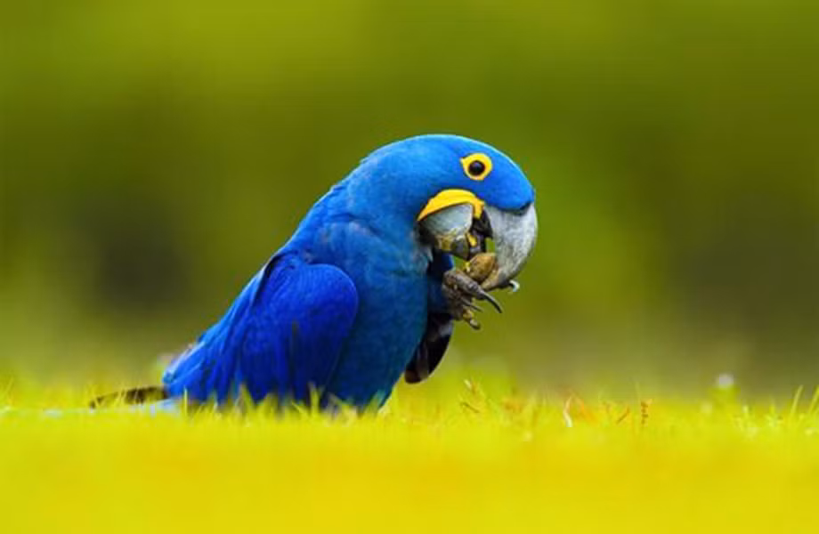 Có giá khoảng 14.000 USD, loài vẹt đuôi dài Hyacinth Macaw được xem là loài vẹt lớn nhất thế giới. Chúng có nguồn gốc từ Nam Mỹ, tuy nhiên, số lượng trong tự nhiên của loài vẹt này đã giảm mạnh do sở thích nuôi chim cảnh của con người. Điểm đặc biệt ở Hyacinth Macaw là có chiếc mỏ rất cứng, có khả năng mổ xuyên qua cả vỏ dừa.