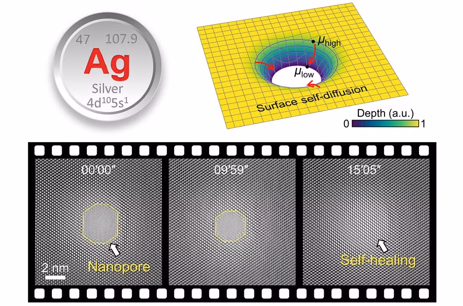 Phat hien kha nang tu phuc hoi noi tai cua Bac nano-Hinh-2