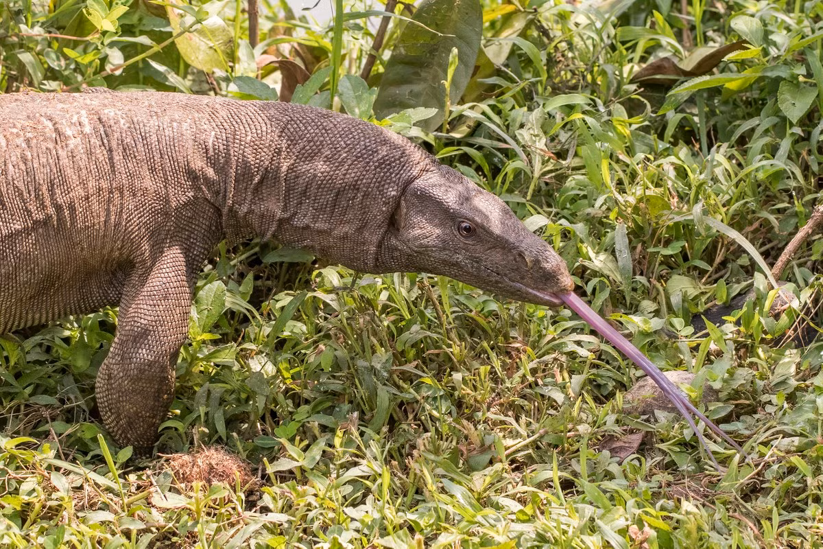 Loài kỳ đà hoa có tên trong sách đỏ Việt Nam và thế giới cần được bảo tồn, bảo vệ nghiêm ngặt.