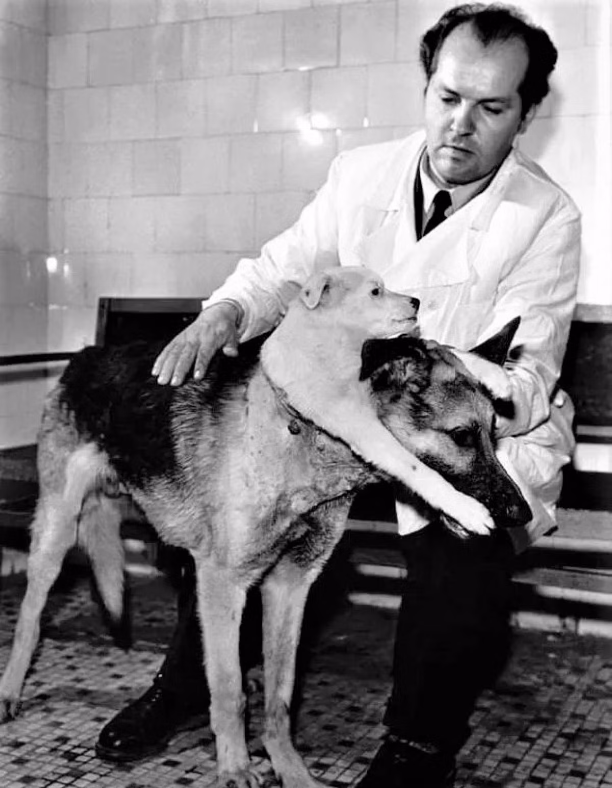 Năm 1959, nhà khoa học liên Xô Vladimir Demikhov đã ghép thành công đầu của một chú chó con nhỏ hơn vào một chú chó trưởng thành. Tuy nhiên, nó chỉ sống được 6 ngày sau ca cấy ghép đầu chó trên.