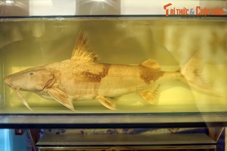 Tiêu bản cá chiên (Bagarius rutilus), thu thập ở Hà Giang. Loài cá da trơn này có thể dài đến 1 mét, nặng cả chục kg, rất có giá trị kinh tế vì thịt ngon và hiếm gặp. Ở Việt Nam, chúng còn được biết đến với biệt danh "thủy quái sông Đà".