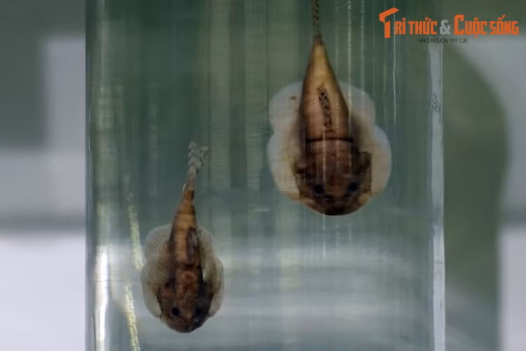 Tiêu bản cá đép ngắn (Sewellia breviventralis), thu thập ở Quảng Ngãi. Loài cá nhỏ hình dáng lạ mắt này thường bám trên đá ở dưới đáy sông suối, cơ thể có nhiều đốm trông khá bắt mắt. Chúng được nuôi phổ biến trong bể thủy sinh trên khắp thế giới.