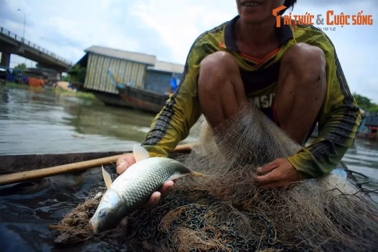 Ngư dân làng bè Châu Đốc mưu sinh.