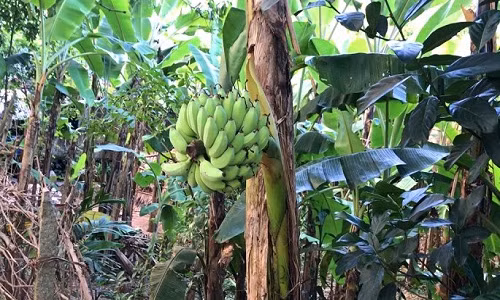 Kỳ lạ cây chuối trổ buồng giữa thân ở Đồng Tháp Ky la cay chuoi tro buong giua than o Dong Thap