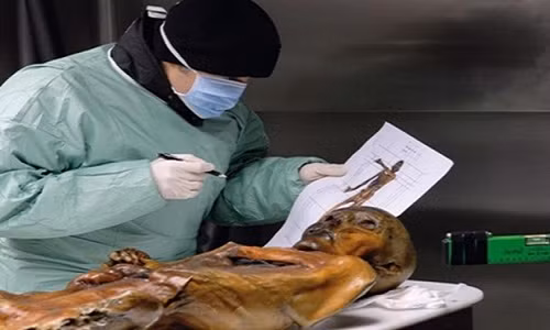 Những hình xăm này tập trung ở dưới thắt lưng, đầu gối phải và khớp mắt cá chân và cổ tay của người băng Otzi.