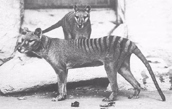 Con mồi của hổ Tasmania thường là kanguru, wombats và đôi khi cừu và gia súc, điều đó đã khiến cho chúng trở thành cái gai trong mặt của những thực dân Anh, những người định cư ở Tasmania vào năm 1803.