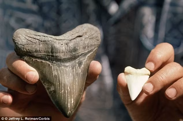 Những con Megalodon tung hoành ở các đại dương từ khoảng 28 triệu năm cho đến tầm 1,6 triệu năm trước, cho đến khi chúng biến mất hoàn toàn trong sự kiện tuyệt chủng ở kỷ Pleistocene.