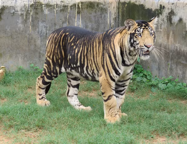 Hổ Bengal là một phân loài hổ sống chủ yếu ở vùng lục địa Ấn Độ. Chúng là loài động vật biểu tượng quốc gia của Bangladesh. Hổ Bengal được xem là loài hổ lớn thử hai thế giới.
