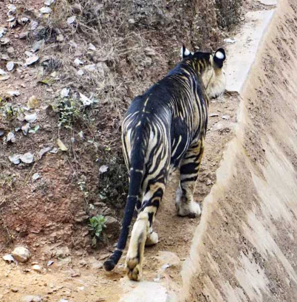 Hổ bengal là loài hổ có số lượng đông nhất ở châu Á, chúng thường được tìm thấy trong các khu rừng rậm rạp, đầm lầy và các khu rừng rậm trên khắp các nước Ấn Độ, Bangladesh, Bhutan và Nepal.
