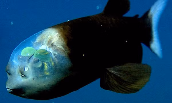 Cá Barreleye có một cái đầu trong suốt khiến cho đôi mắt to lồi của nó càng nổi bật hơn. Hãy thử tưởng tượng, bạn đang bơi dưới đáy đại dương sâu thẳm và chỉ thấy 1 cái đầu trong suốt với 2 con mắt trôi về phía bạn.
