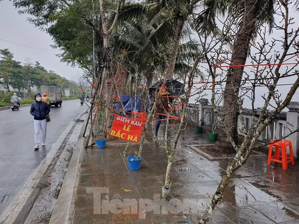 Tiểu thương cho biết, những cành lê được người dân miền núi trồng đến khi không còn hiệu quả kinh tế sẽ đem cắt bán cành để trồng mới. Tiểu thương mua lại, thuê chở về Hà Nội để bán.