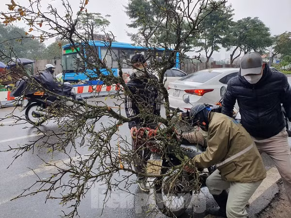Có người chỉ xem lướt qua đã bỏ ra hàng triệu đồng để đưa cành lê về chơi Tết muộn.