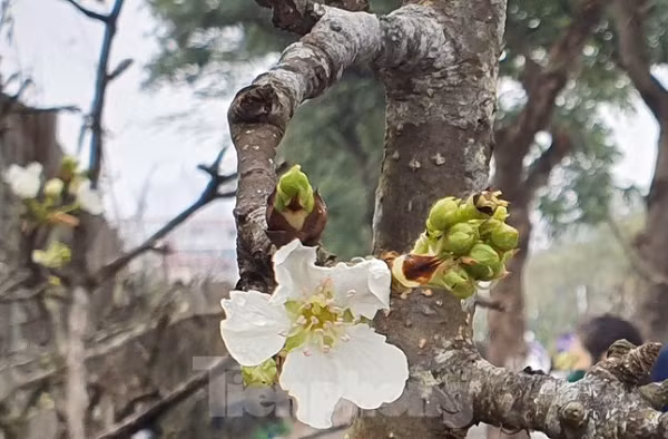 Hoa lê có màu trắng tinh khôi, mang nét độc đáo của núi rừng, rất quyến rũ với bông to, khi cắm tạo vẻ sang trọng.